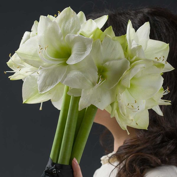 Buchet Amaryllis alb