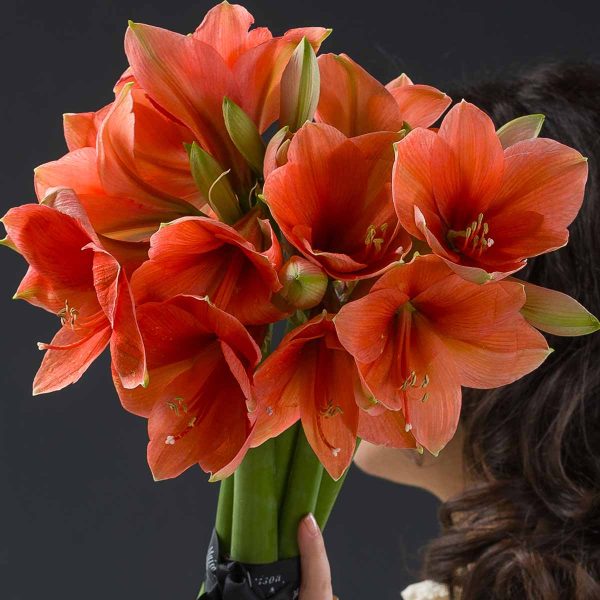 Buchet Amaryllis Corai