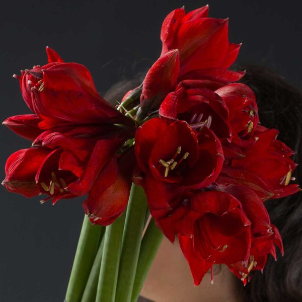 Buchet Amaryllis Rosu