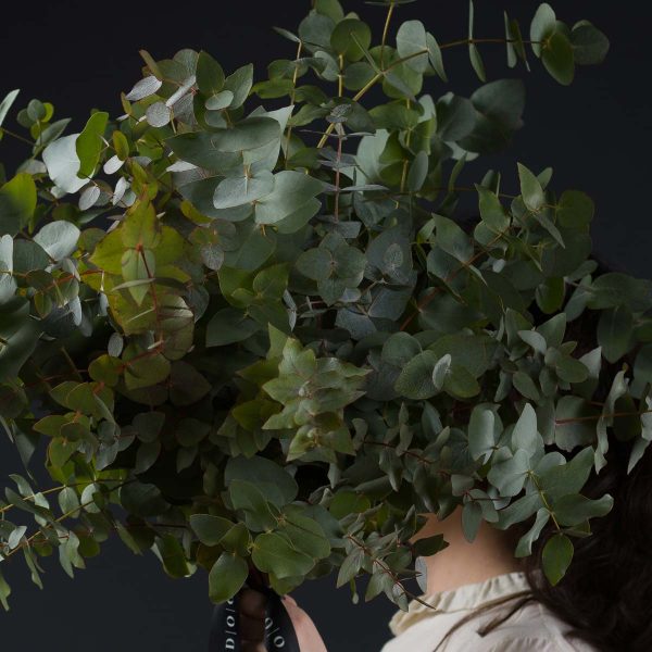 Buchet Eucalypt Cinerea