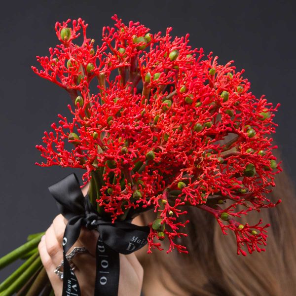 Buchet Jatropha Firecracker