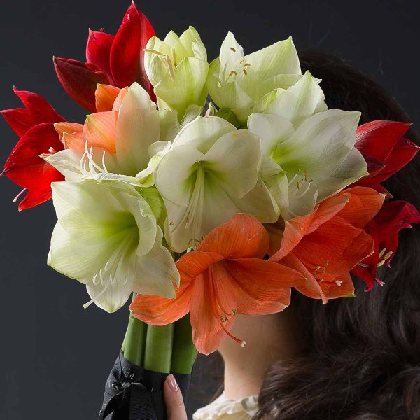 Buchet mic Amaryllis