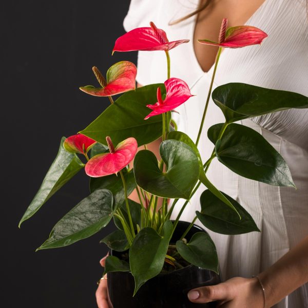 Planta Anthurium