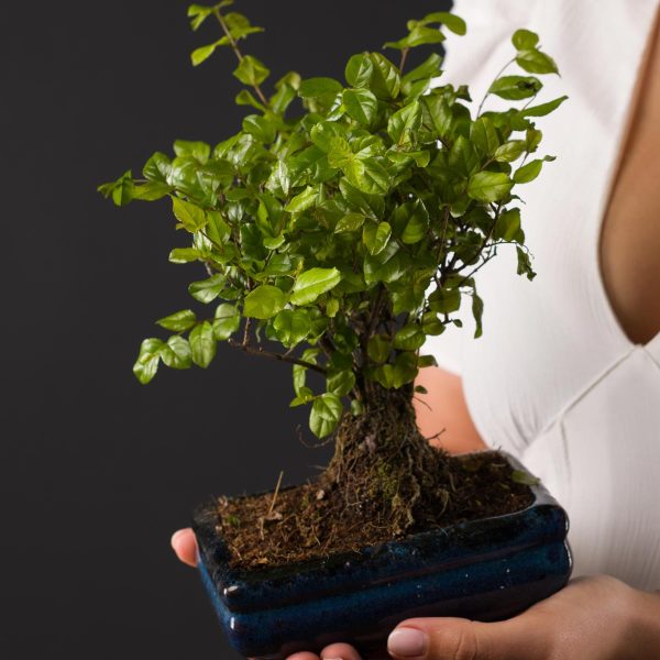 Planta Bonsai