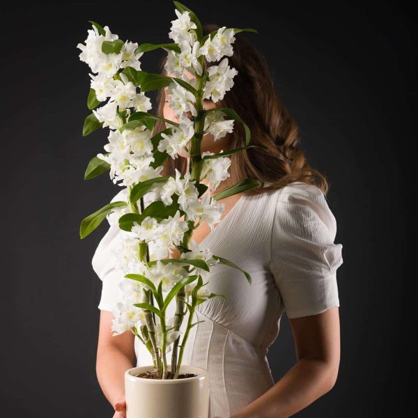 Planta Dendrobium