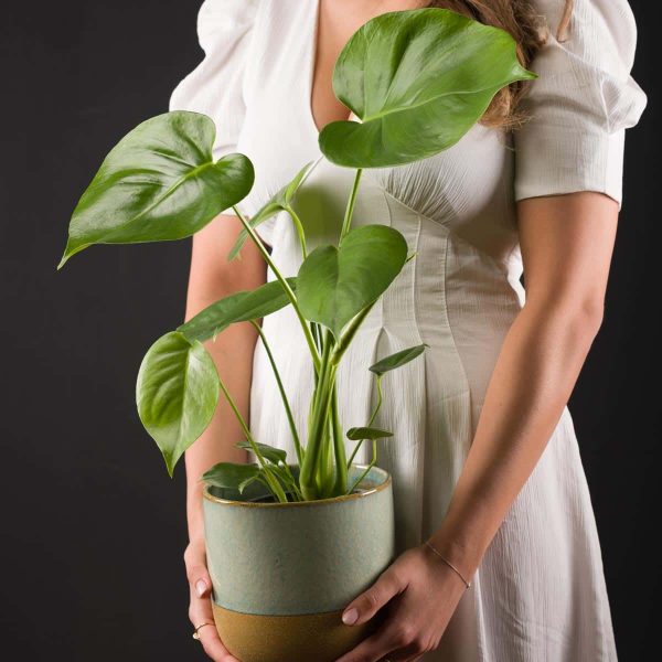 Planta Monstera