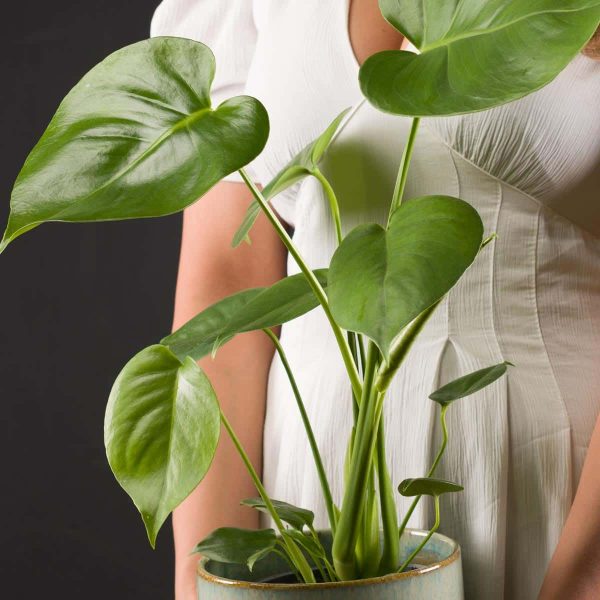 Planta Monstera