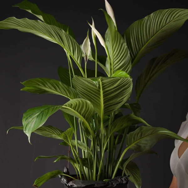 Planta Spathiphyllum