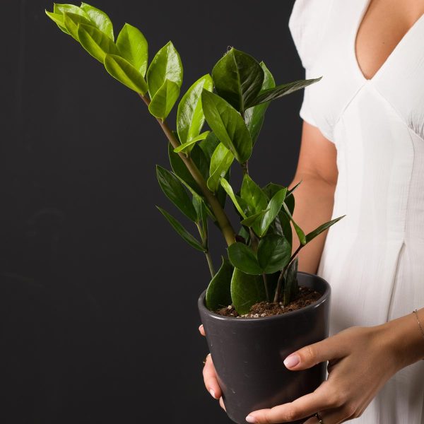 Planta Zamioculcas